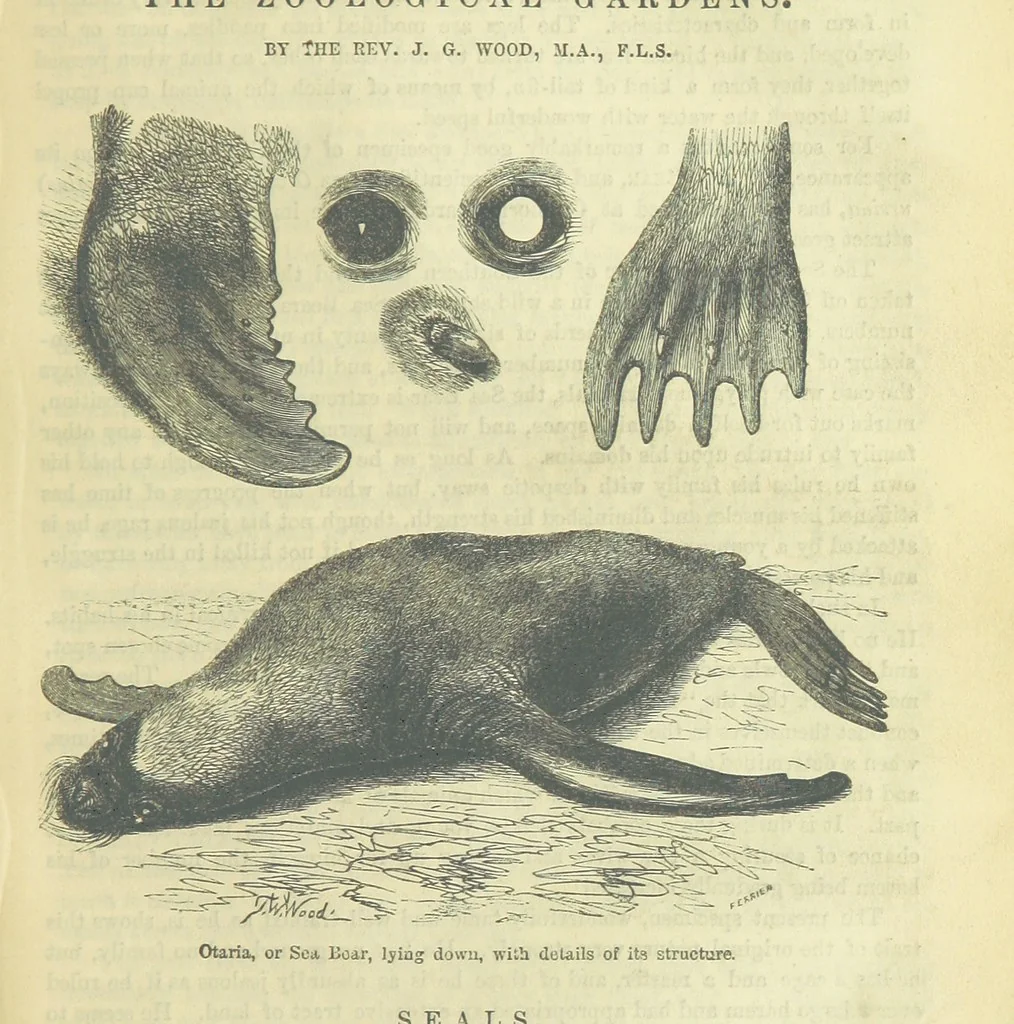 An illustration from Beeton's Brave Tales, Bold Ballads, and Travels and Perils by Land and Sea. Illustrated ... Edited by S. O. Beeton, 1872, leaf 731
