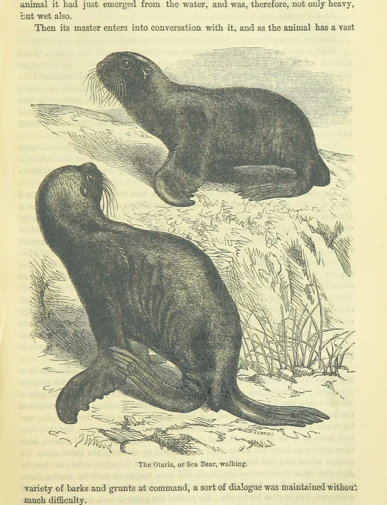 An illustration from Beeton's Brave Tales, Bold Ballads, and Travels and Perils by Land and Sea. Illustrated ... Edited by S. O. Beeton, 1872, leaf 735
