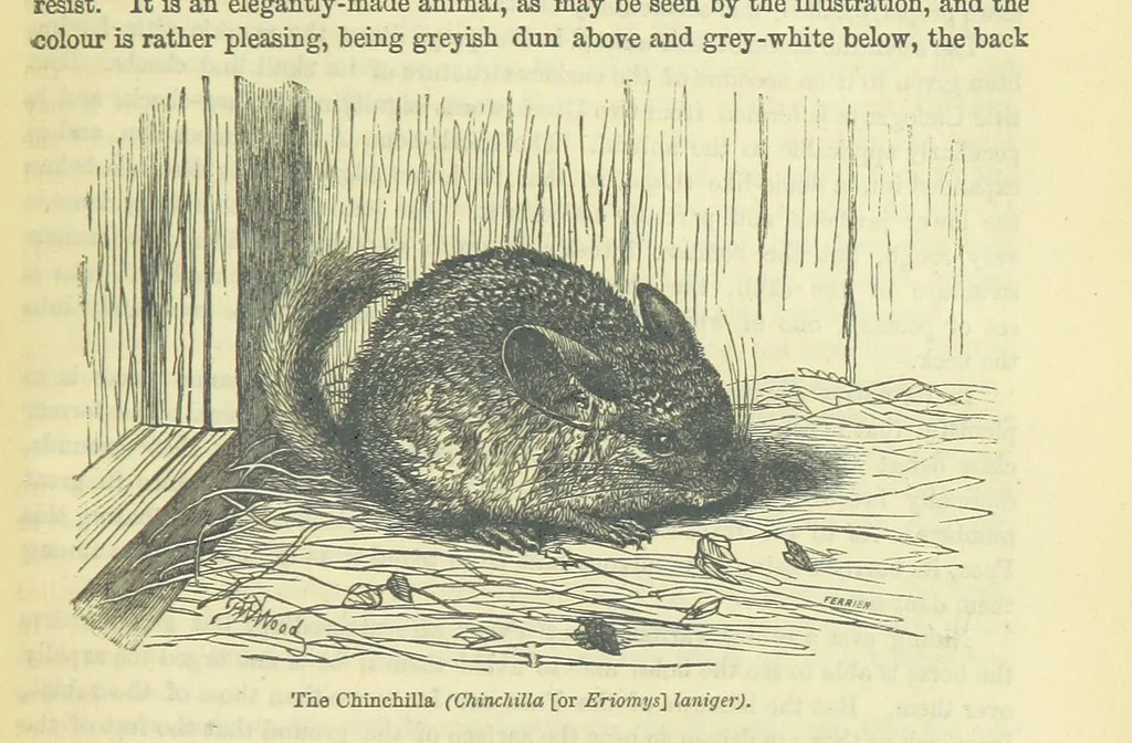 An illustration from Beeton's Brave Tales, Bold Ballads, and Travels and Perils by Land and Sea. Illustrated ... Edited by S. O. Beeton, 1872, leaf 905