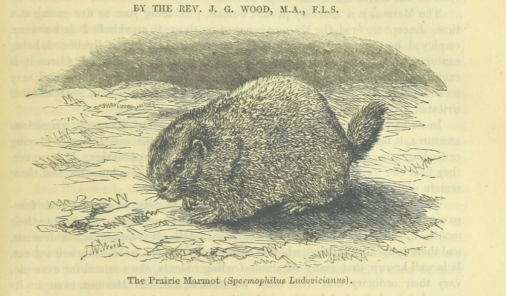 An illustration from Beeton's Brave Tales, Bold Ballads, and Travels and Perils by Land and Sea. Illustrated ... Edited by S. O. Beeton, 1872, leaf 969