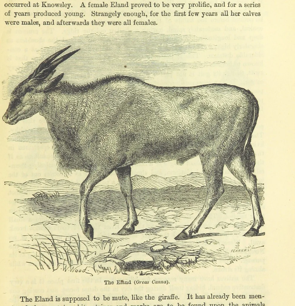 An illustration from Beeton's Historical Romances, Daring Deeds, and Animal Stories. Illustrated, etc, 1871, leaf 1003