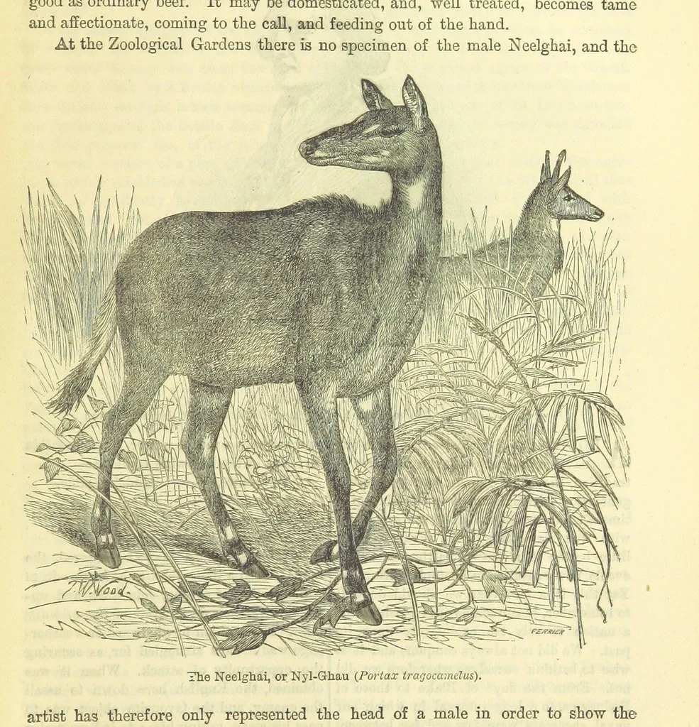 An illustration from Beeton's Historical Romances, Daring Deeds, and Animal Stories. Illustrated, etc, 1871, leaf 1005