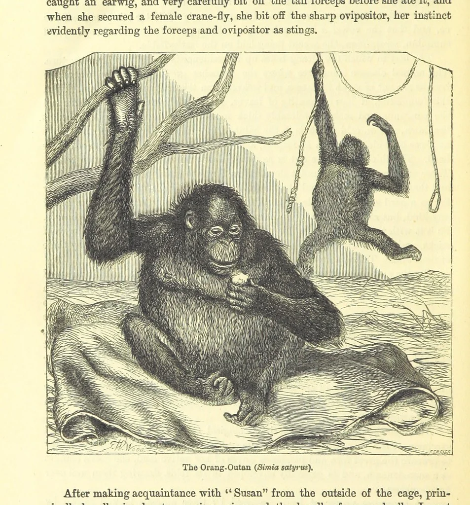 An illustration from Beeton's Historical Romances, Daring Deeds, and Animal Stories. Illustrated, etc, 1871, leaf 1154