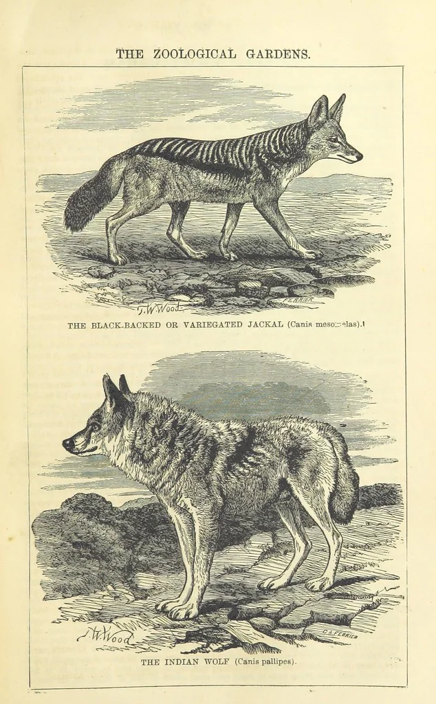 An illustration from Beeton's Historical Romances, Daring Deeds, and Animal Stories. Illustrated, etc, 1871, leaf 183