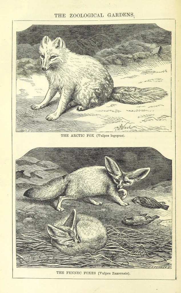 An illustration from Beeton's Historical Romances, Daring Deeds, and Animal Stories. Illustrated, etc, 1871, leaf 258