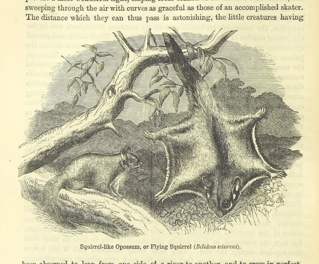 An illustration from Beeton's Historical Romances, Daring Deeds, and Animal Stories. Illustrated, etc, 1871, leaf 266