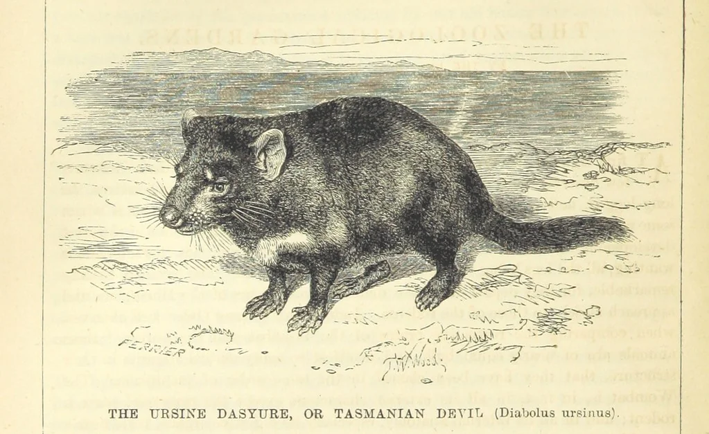 An illustration from Beeton's Historical Romances, Daring Deeds, and Animal Stories. Illustrated, etc, 1871, leaf 372