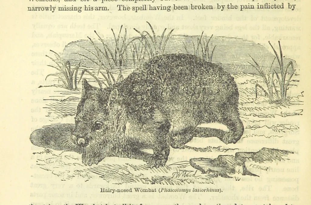 An illustration from Beeton's Historical Romances, Daring Deeds, and Animal Stories. Illustrated, etc, 1871, leaf 374