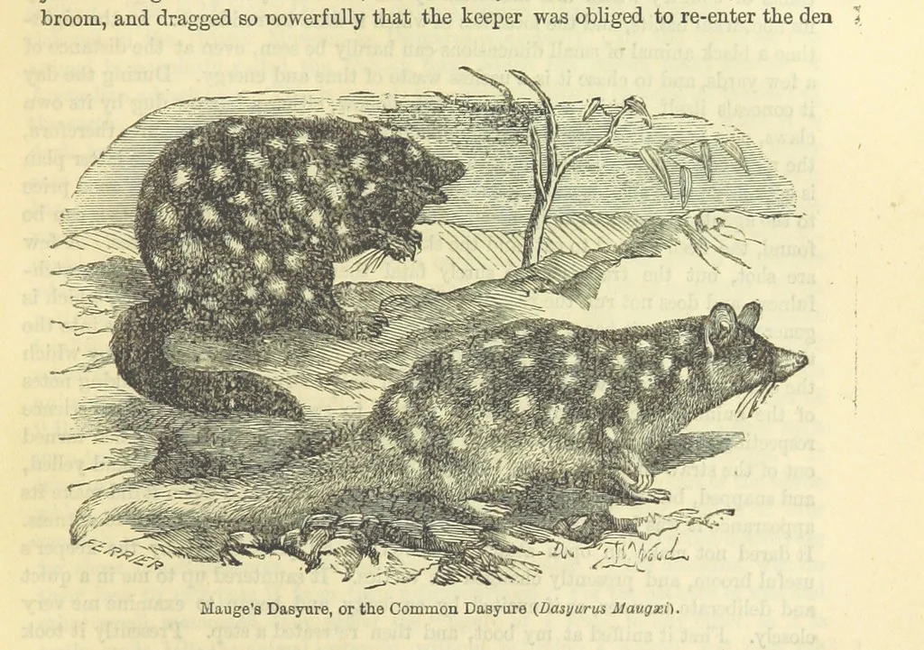 An illustration from Beeton's Historical Romances, Daring Deeds, and Animal Stories. Illustrated, etc, 1871, leaf 377
