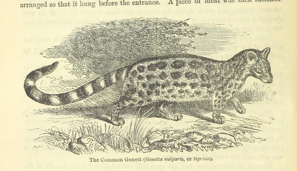 An illustration from Beeton's Historical Romances, Daring Deeds, and Animal Stories. Illustrated, etc, 1871, leaf 38