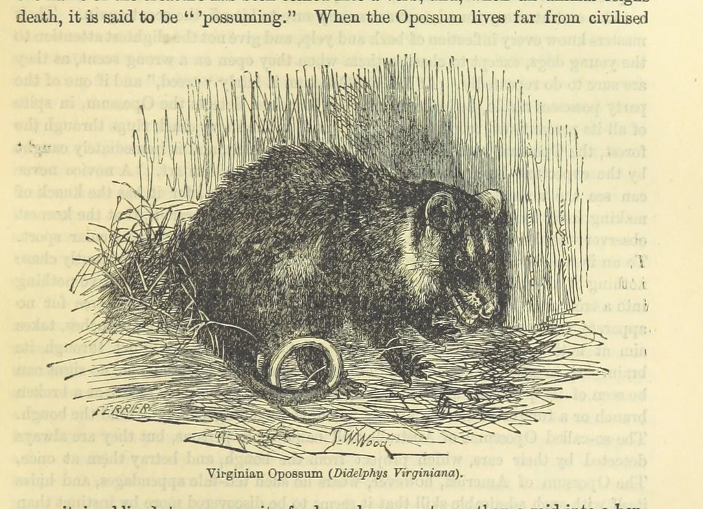 An illustration from Beeton's Historical Romances, Daring Deeds, and Animal Stories. Illustrated, etc, 1871, leaf 381