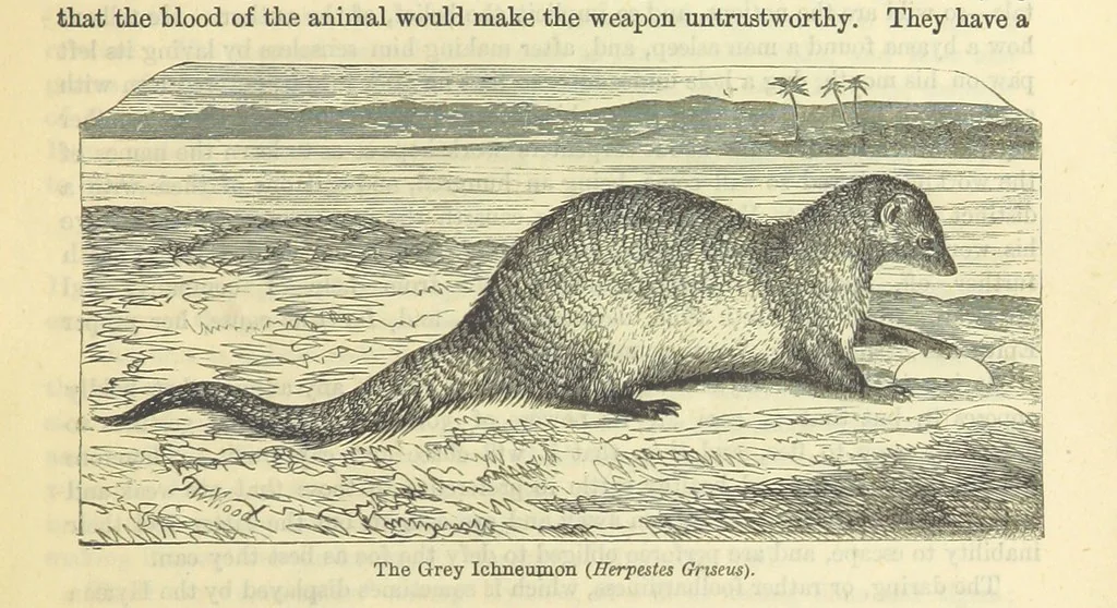 An illustration from Beeton's Historical Romances, Daring Deeds, and Animal Stories. Illustrated, etc, 1871, leaf 39