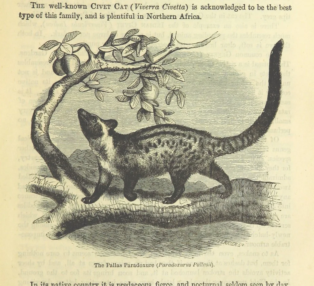 An illustration from Beeton's Historical Romances, Daring Deeds, and Animal Stories. Illustrated, etc, 1871, leaf 43