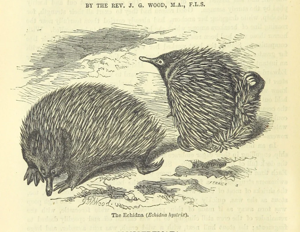 An illustration from Beeton's Historical Romances, Daring Deeds, and Animal Stories. Illustrated, etc, 1871, leaf 450