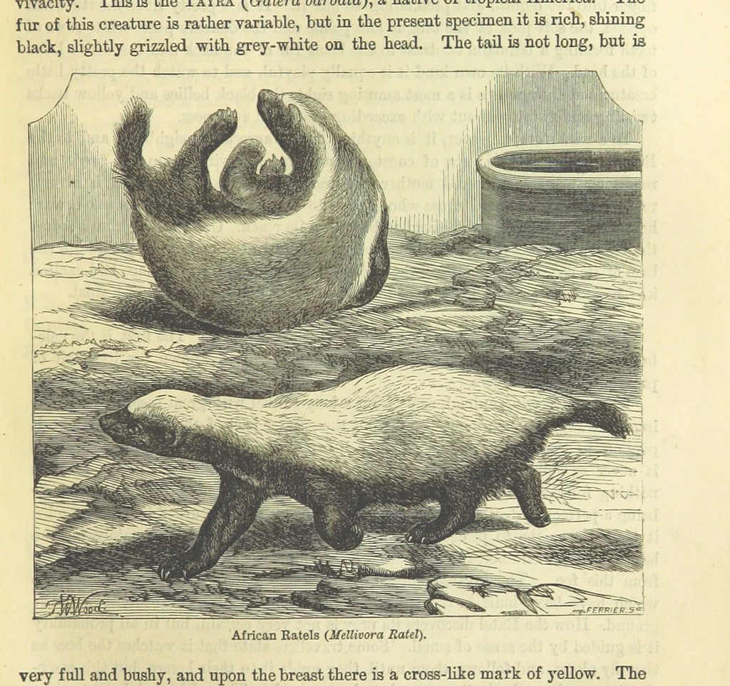 An illustration from Beeton's Historical Romances, Daring Deeds, and Animal Stories. Illustrated, etc, 1871, leaf 459