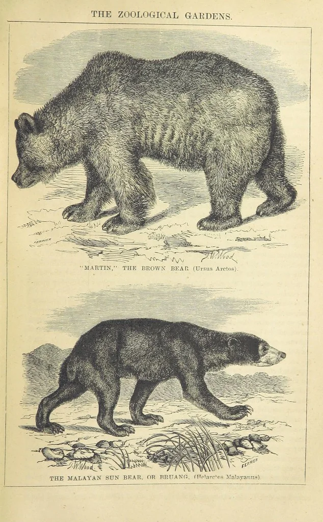 An illustration from Beeton's Historical Romances, Daring Deeds, and Animal Stories. Illustrated, etc, 1871, leaf 513