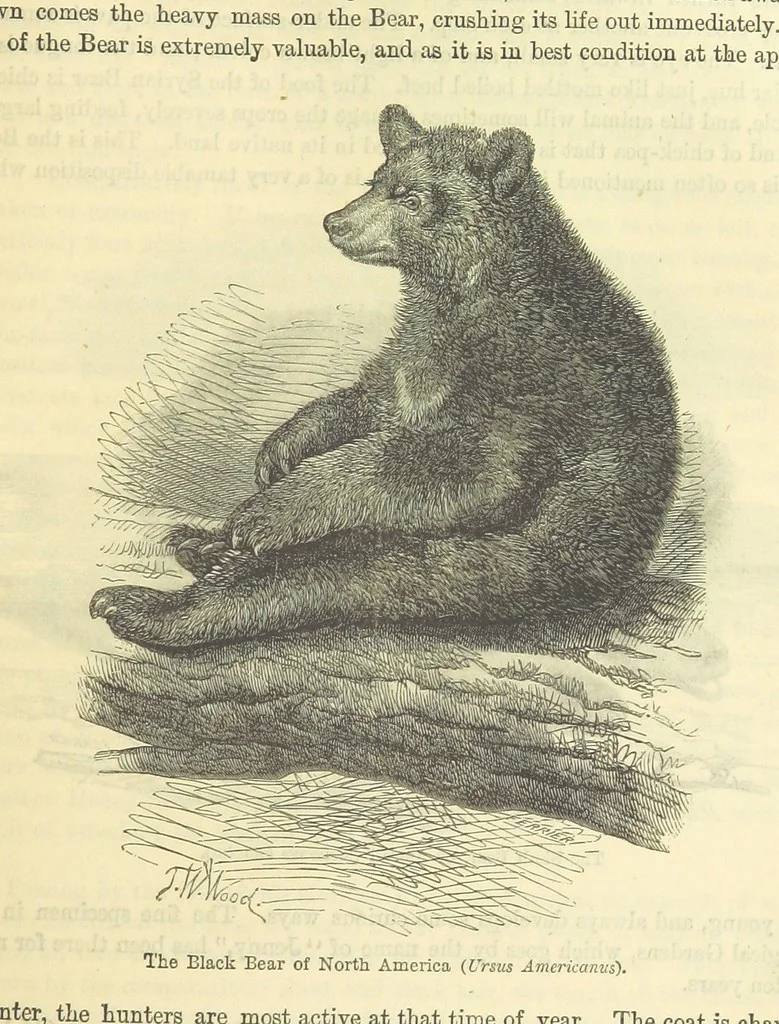 An illustration from Beeton's Historical Romances, Daring Deeds, and Animal Stories. Illustrated, etc, 1871, leaf 517