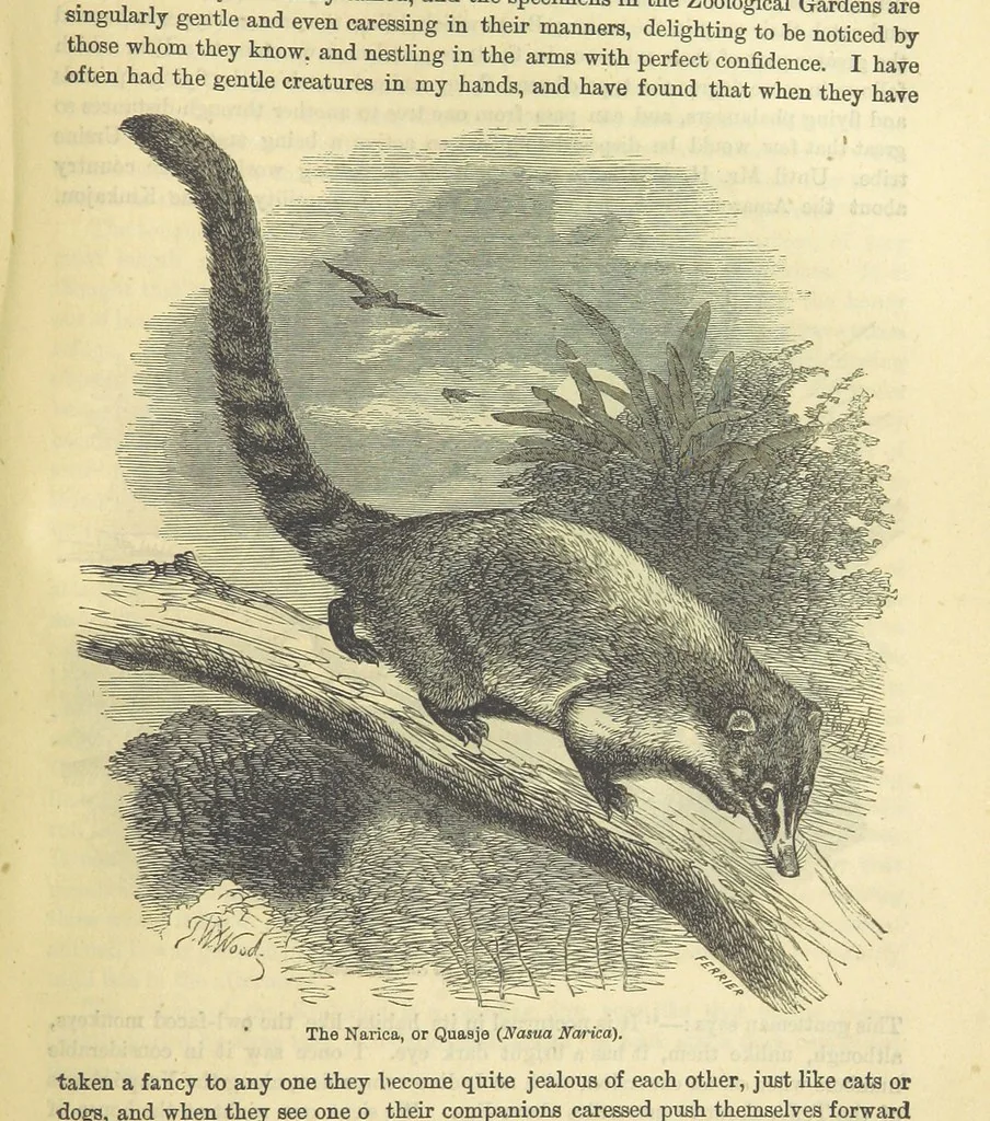 An illustration from Beeton's Historical Romances, Daring Deeds, and Animal Stories. Illustrated, etc, 1871, leaf 651