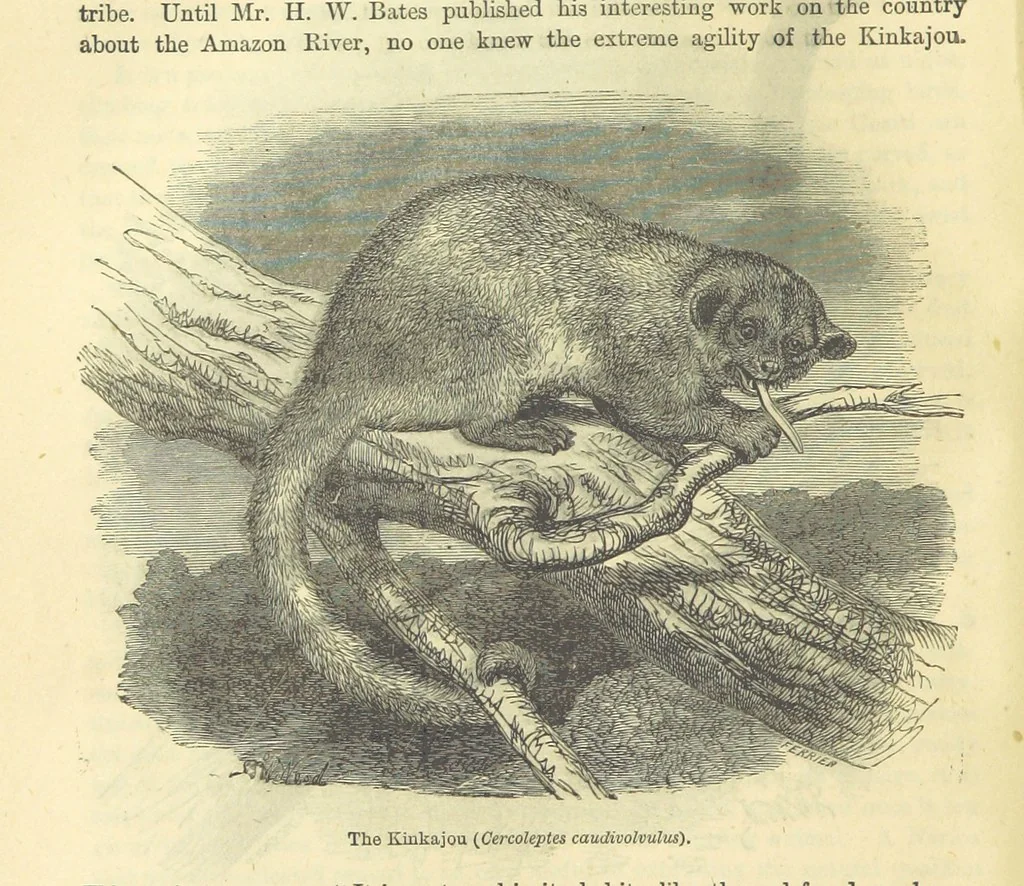 An illustration from Beeton's Historical Romances, Daring Deeds, and Animal Stories. Illustrated, etc, 1871, leaf 652