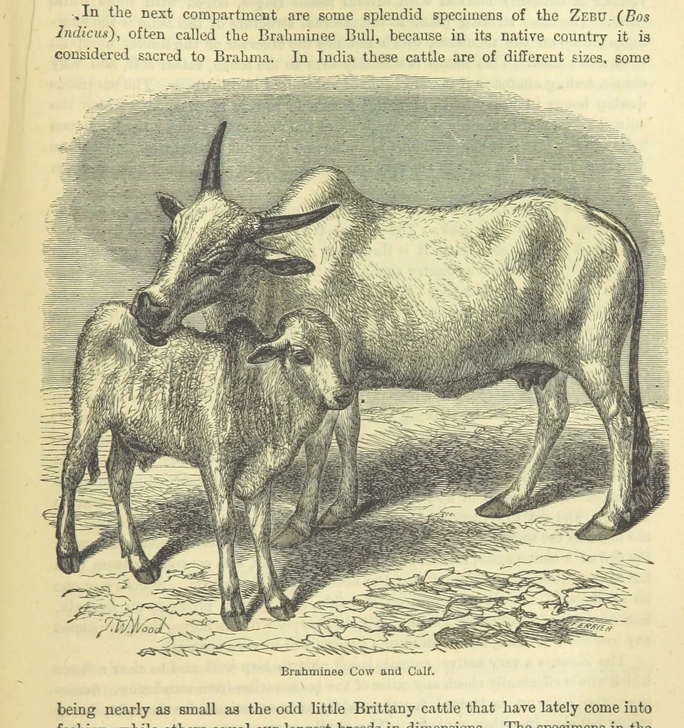 An illustration from Beeton's Historical Romances, Daring Deeds, and Animal Stories. Illustrated, etc, 1871, leaf 699