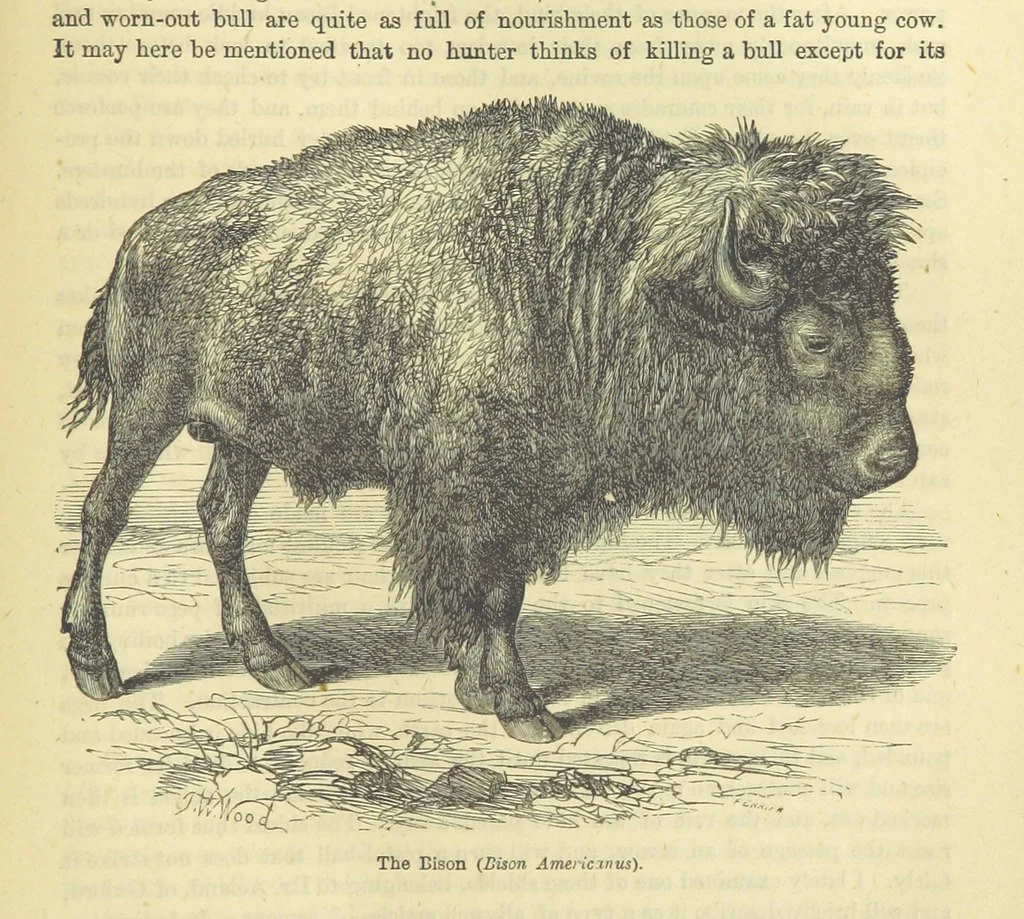 An illustration from Beeton's Historical Romances, Daring Deeds, and Animal Stories. Illustrated, etc, 1871, leaf 703