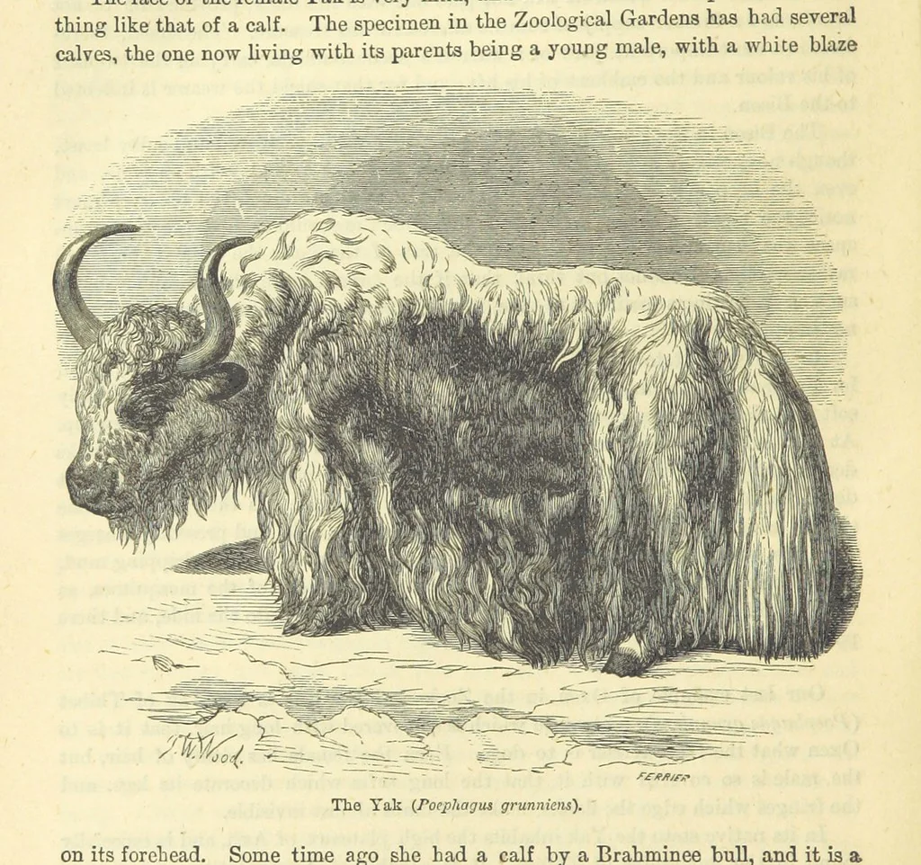 An illustration from Beeton's Historical Romances, Daring Deeds, and Animal Stories. Illustrated, etc, 1871, leaf 706