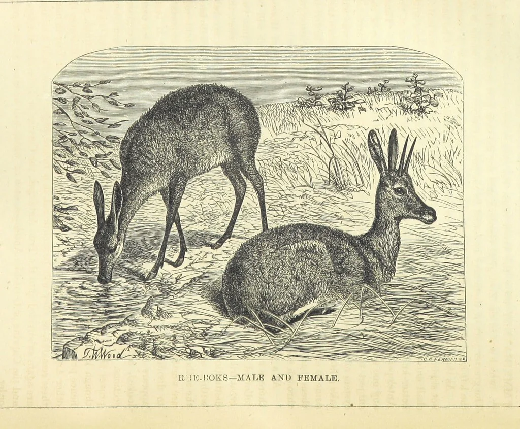 An illustration from Beeton's Historical Romances, Daring Deeds, and Animal Stories. Illustrated, etc, 1871, leaf 818
