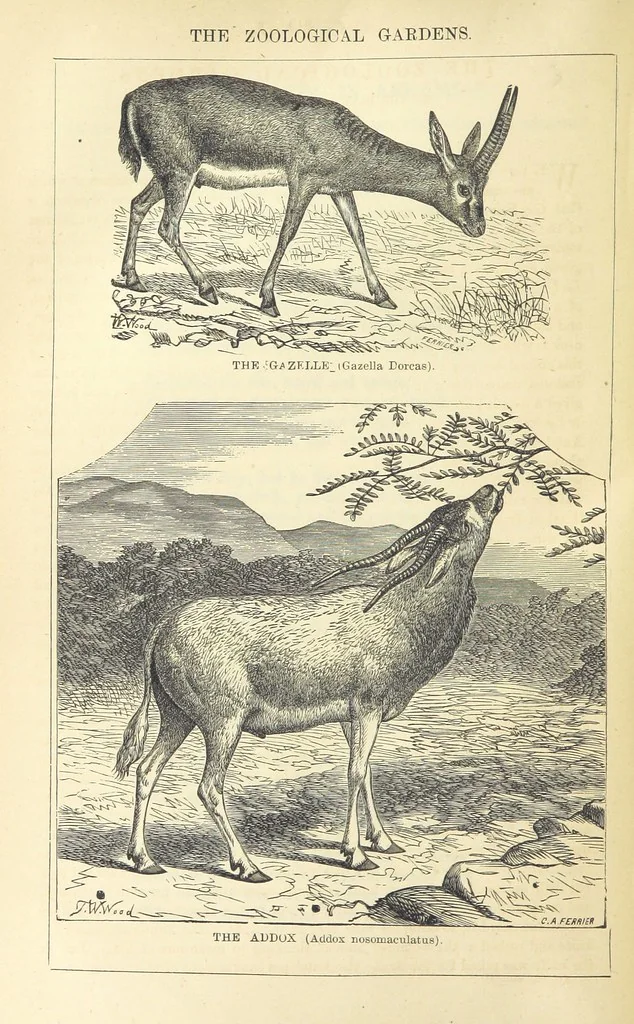 An illustration from Beeton's Historical Romances, Daring Deeds, and Animal Stories. Illustrated, etc, 1871, leaf 916