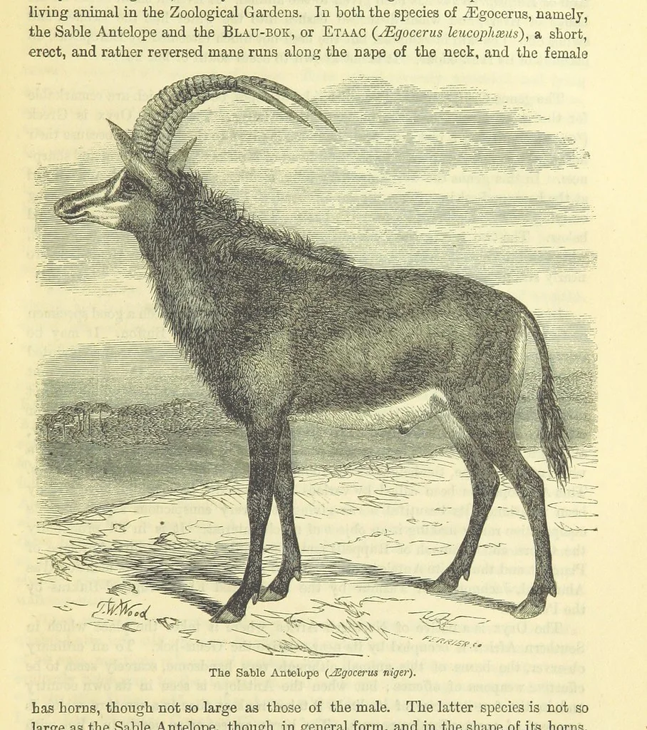 An illustration from Beeton's Historical Romances, Daring Deeds, and Animal Stories. Illustrated, etc, 1871, leaf 921