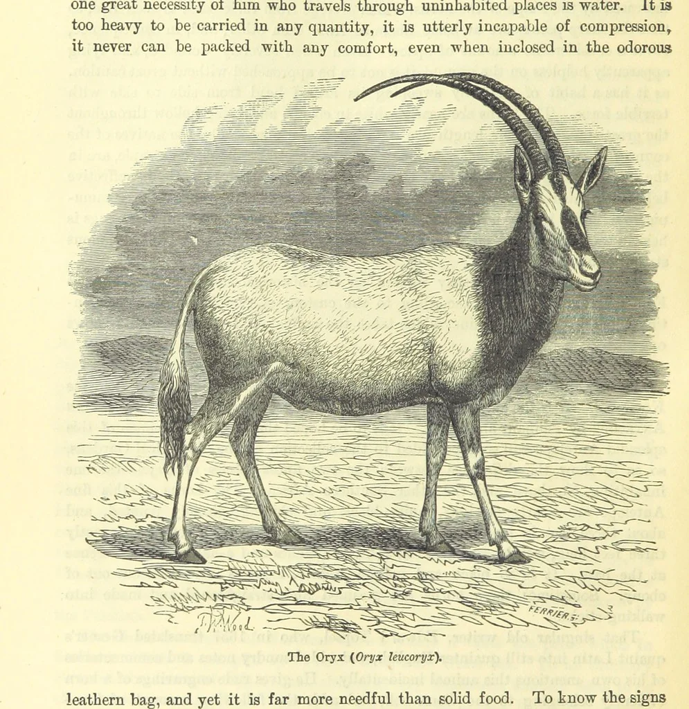 An illustration from Beeton's Historical Romances, Daring Deeds, and Animal Stories. Illustrated, etc, 1871, leaf 924