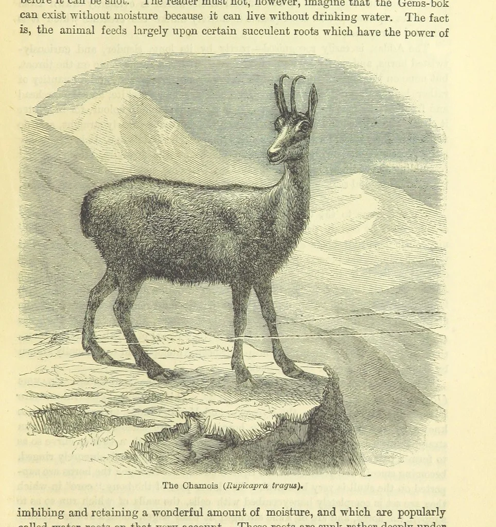 An illustration from Beeton's Historical Romances, Daring Deeds, and Animal Stories. Illustrated, etc, 1871, leaf 925