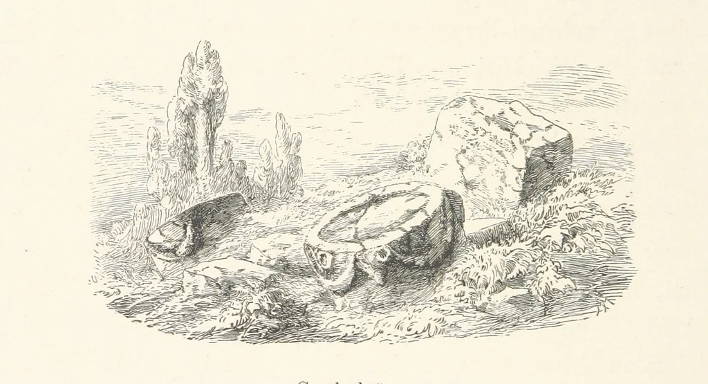 An illustration from Die Insel Rhodus, aus eigener Anschauung und nach den vorhandenen Quellen historisch, geographisch, archäologisch, malerisch beschrieben und durch Originalradirungen und Holzschnitte nach eigenen Naturstudien und Zeichnungen illustrirt. F.P, 1862, leaf 126