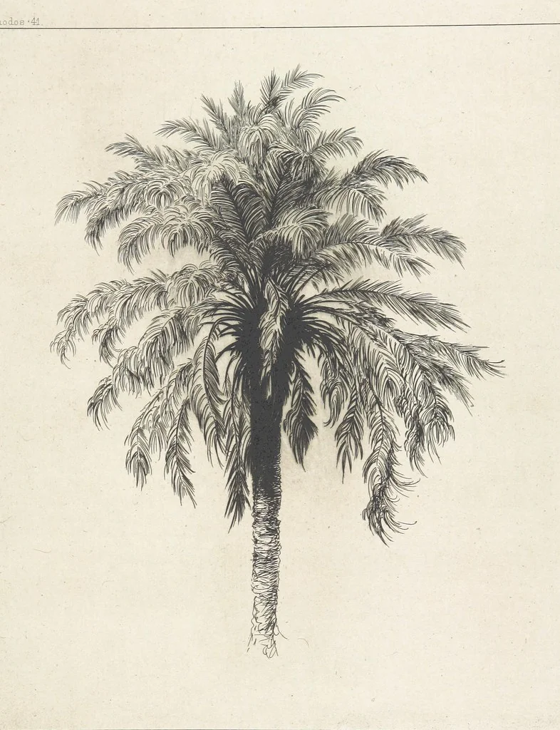 An illustration from Die Insel Rhodus, aus eigener Anschauung und nach den vorhandenen Quellen historisch, geographisch, archäologisch, malerisch beschrieben und durch Originalradirungen und Holzschnitte nach eigenen Naturstudien und Zeichnungen illustrirt. F.P, 1862, leaf 433