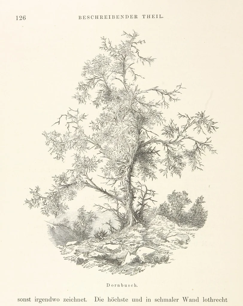 An illustration from Die Insel Rhodus, aus eigener Anschauung und nach den vorhandenen Quellen historisch, geographisch, archäologisch, malerisch beschrieben und durch Originalradirungen und Holzschnitte nach eigenen Naturstudien und Zeichnungen illustrirt. F.P, 1862, leaf 558