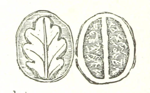 An illustration from L'Île de Rhodes, etc. [With a map, 1881, leaf 640