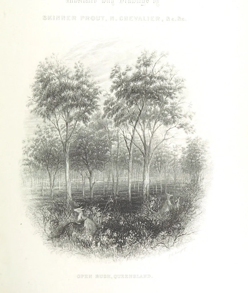 An illustration from Australia ... Illustrated with drawings by Skinner Prout, N. Chevalier, etc. [With maps, 1873, leaf 267