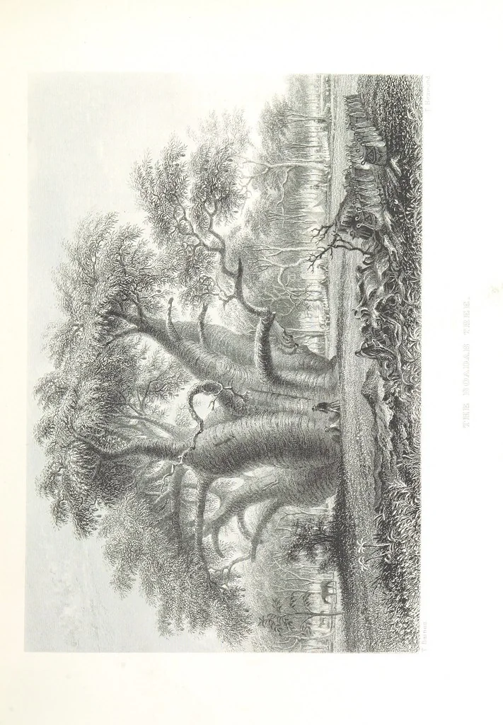 An illustration from Australia ... Illustrated with drawings by Skinner Prout, N. Chevalier, etc. [With maps, 1873, leaf 391