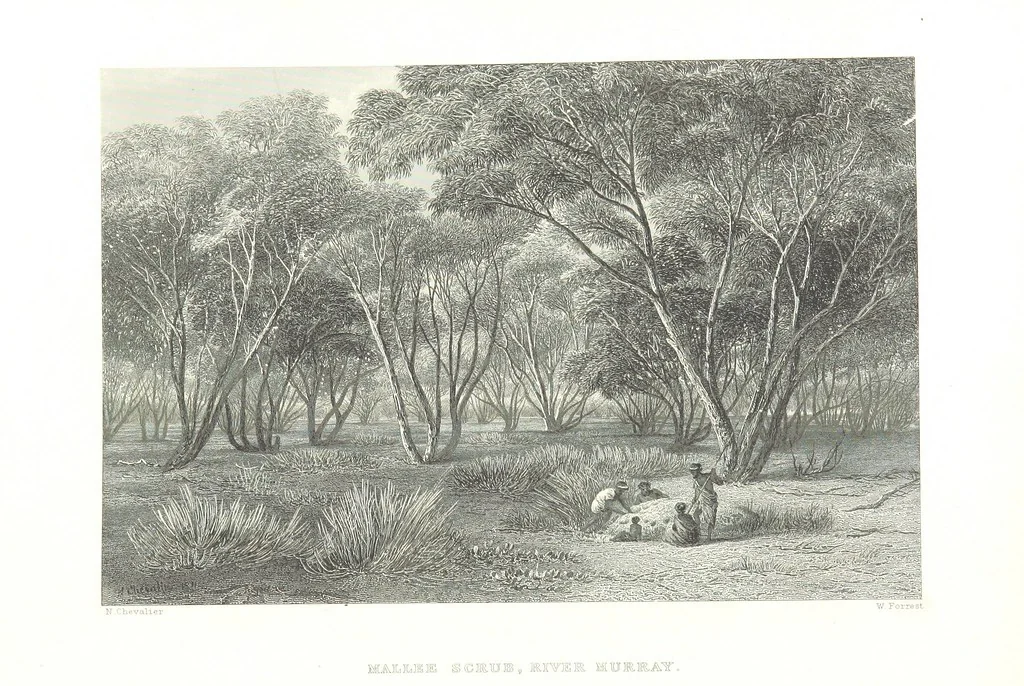 An illustration from Australia ... Illustrated with drawings by Skinner Prout, N. Chevalier, etc. [With maps, 1873, leaf 88