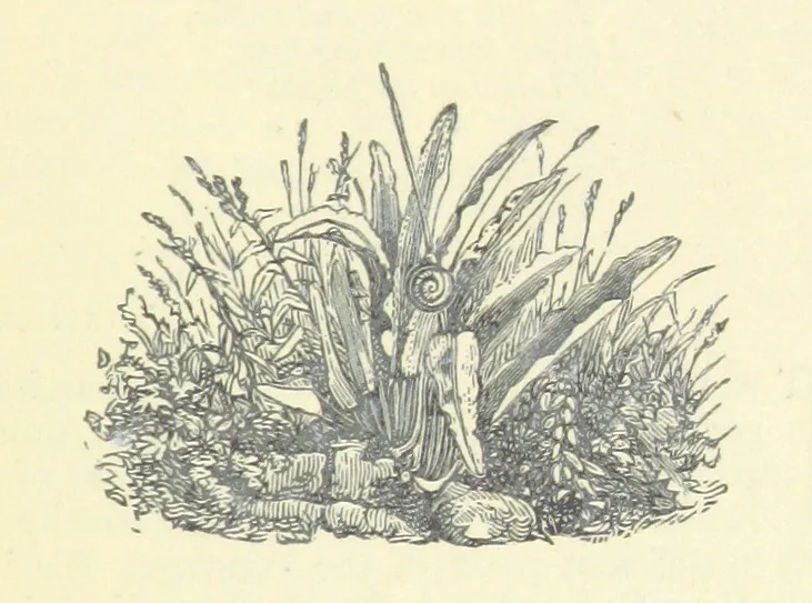 An illustration from All about Derbyshire ... With sixty illustrations, etc, 1884, leaf 71