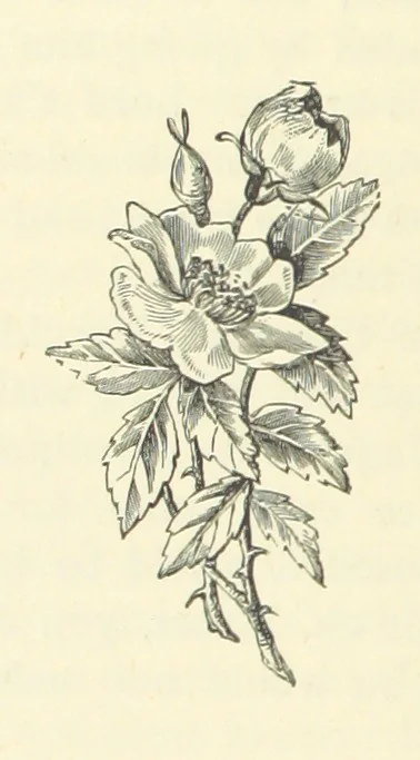 An illustration from Em; or, Spells and counter-spells, 1878, leaf 154