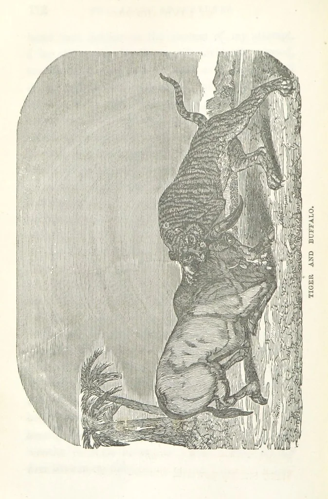 An illustration from Thrilling Adventures by Land and Sea. Being remarkable historical facts gathered from authentic sources. [With plates, 1852, leaf 122