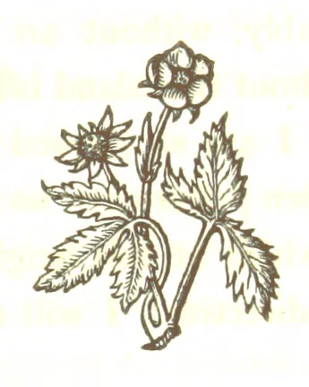 An illustration from Letters from Portugal, Spain, Sicily, and Malta, in 1812, 1813, and 1814, 1875, leaf 229