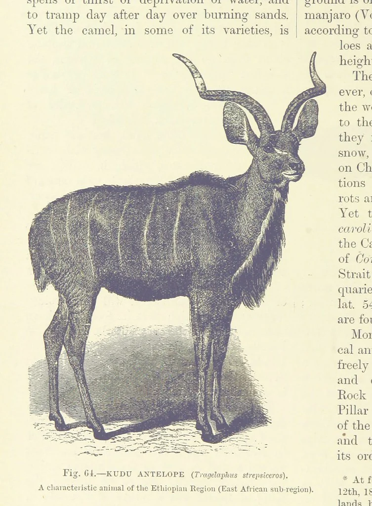 An illustration from Our Earth and its Story: a popular treatise on physical geography. Edited by R. Brown. With ... coloured plates and maps, etc, 1887, leaf 104