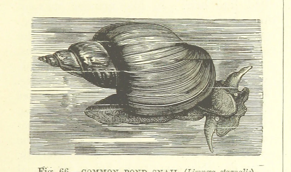 An illustration from Our Earth and its Story: a popular treatise on physical geography. Edited by R. Brown. With ... coloured plates and maps, etc, 1887, leaf 107