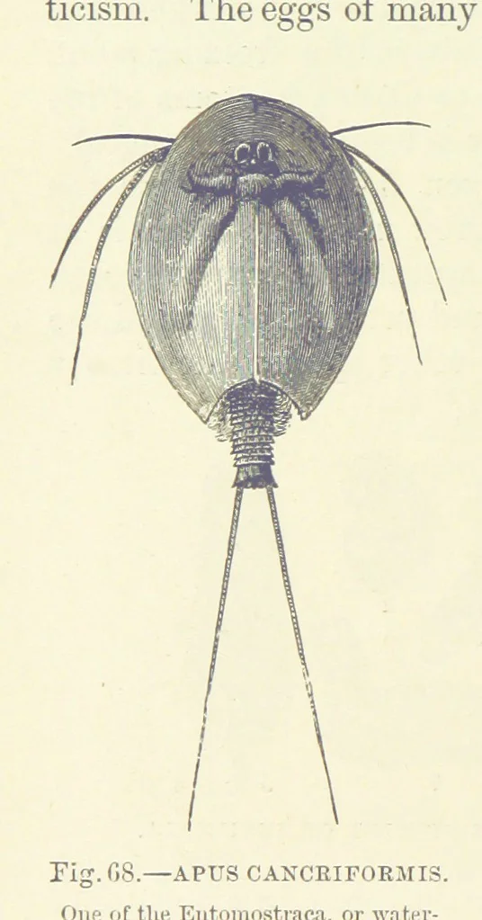 An illustration from Our Earth and its Story: a popular treatise on physical geography. Edited by R. Brown. With ... coloured plates and maps, etc, 1887, leaf 108