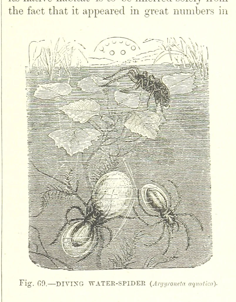 An illustration from Our Earth and its Story: a popular treatise on physical geography. Edited by R. Brown. With ... coloured plates and maps, etc, 1887, leaf 109