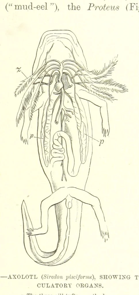 An illustration from Our Earth and its Story: a popular treatise on physical geography. Edited by R. Brown. With ... coloured plates and maps, etc, 1887, leaf 111