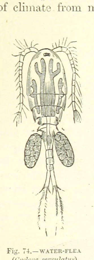 An illustration from Our Earth and its Story: a popular treatise on physical geography. Edited by R. Brown. With ... coloured plates and maps, etc, 1887, leaf 113