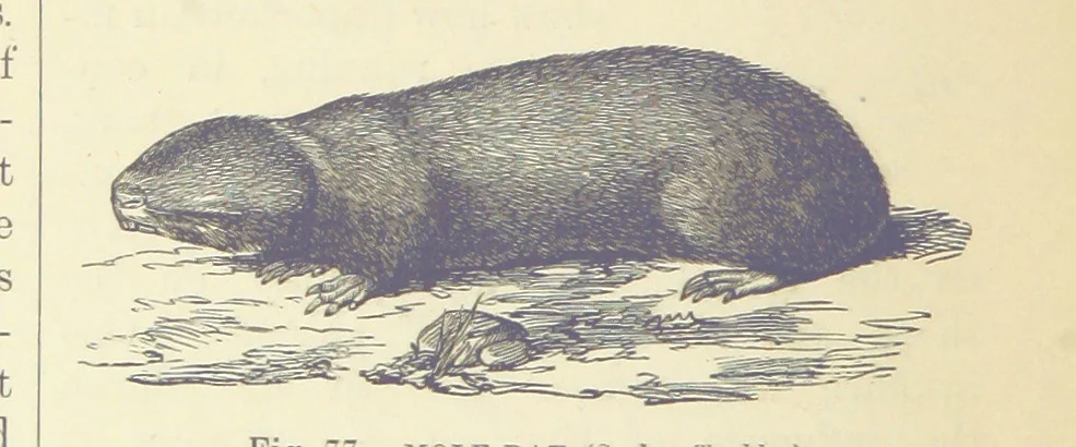An illustration from Our Earth and its Story: a popular treatise on physical geography. Edited by R. Brown. With ... coloured plates and maps, etc, 1887, leaf 114
