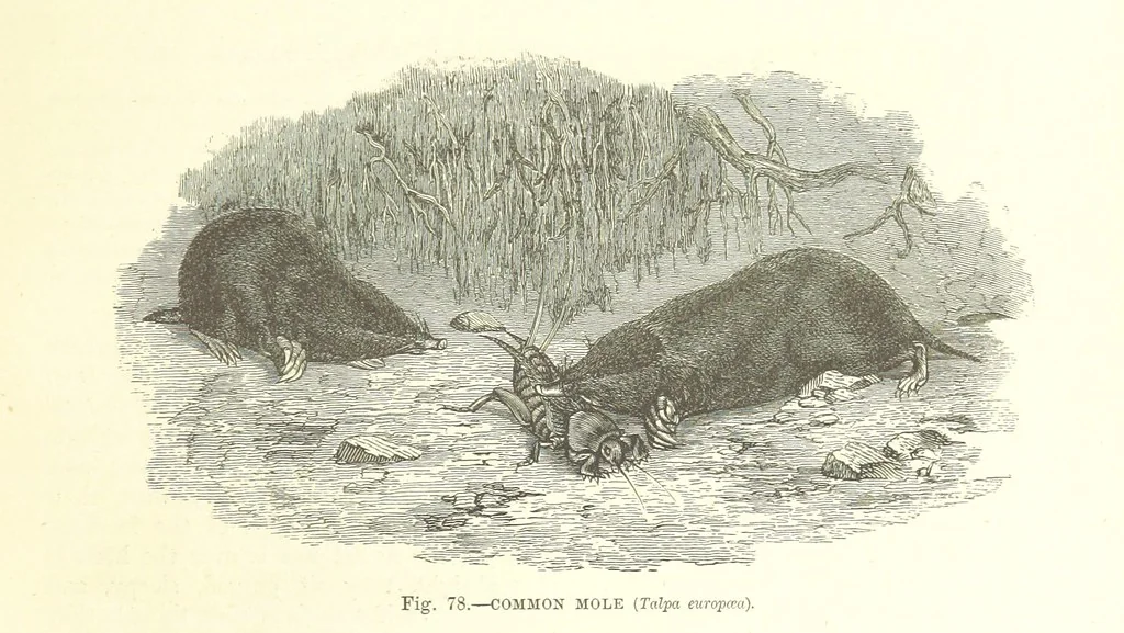 An illustration from Our Earth and its Story: a popular treatise on physical geography. Edited by R. Brown. With ... coloured plates and maps, etc, 1887, leaf 115